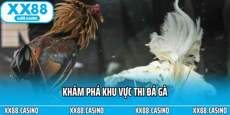 Khám phá khu vực thi đá gà Khám phá khu vực thi đá gà